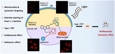 A dual-targeting photosensitizer for simultaneous mitochondrial and lysosomal disruption in cancer and antibacterial photodynamic therapy†