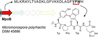 P450 cyptide synthase MpoB catalyzes the cross-linking of the YPW motif on the precursor peptide†