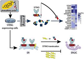 Defining STING–sterol interactions with chemoproteomics†