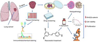 Combination of resveratrol and epirubicin to overcome chemoresistance in lung adenocarcinoma organoids: synergistic effects and translational implications†