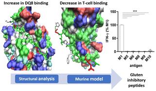 Design, synthesis and evaluation of gluten peptide analogues as inhibitors of the HLA/DQ8-mediated celiac immune response†