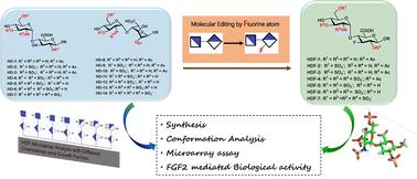 Unravelling structure–function interactions between fluorinated heparan sulfate mimetics and signaling proteins†