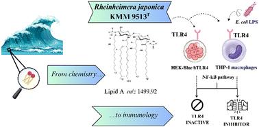 Signals from the sea: the structural peculiarity of lipid A and weak immunostimulatory lipopolysaccharide from Rheinheimera japonica†