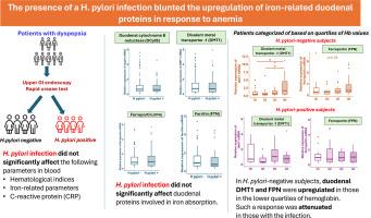 The presence of a H. pylori infection blunted the upregulation of iron-related duodenal proteins in response to anemia