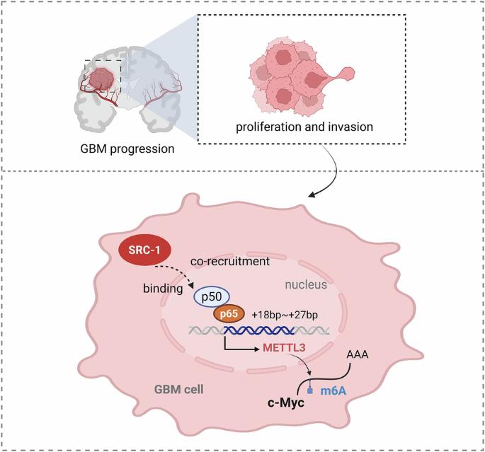 Steroid receptor coactivator-1 facilitates METTL3-mediated m6A modification by coactivating NF-κB and promotes the malignant progression of glioblastoma