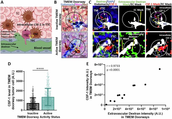 Targeting CSF-1 signaling between tumor cells and macrophages at TMEM doorways inhibits breast cancer dissemination