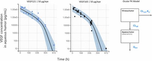 Ocular Kinetics, Distribution, and Effects of Human VEGF Isoforms 121 and 165: Implications for Therapeutic Intervention