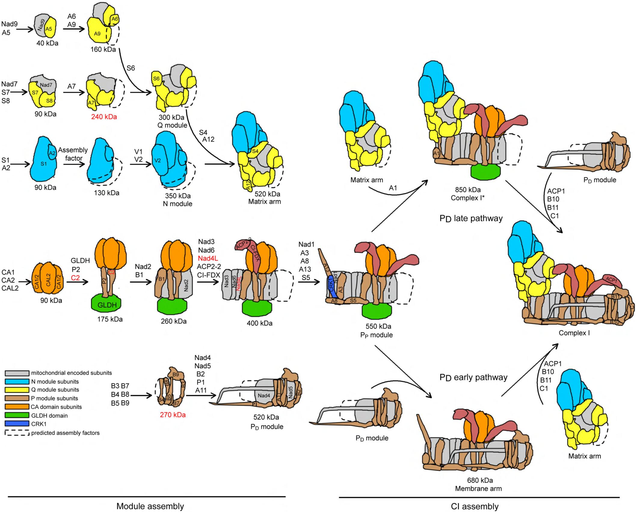 Mitochondrial complex I assembles via a distal-pump module (PD)-early and PD-late pathway in maize