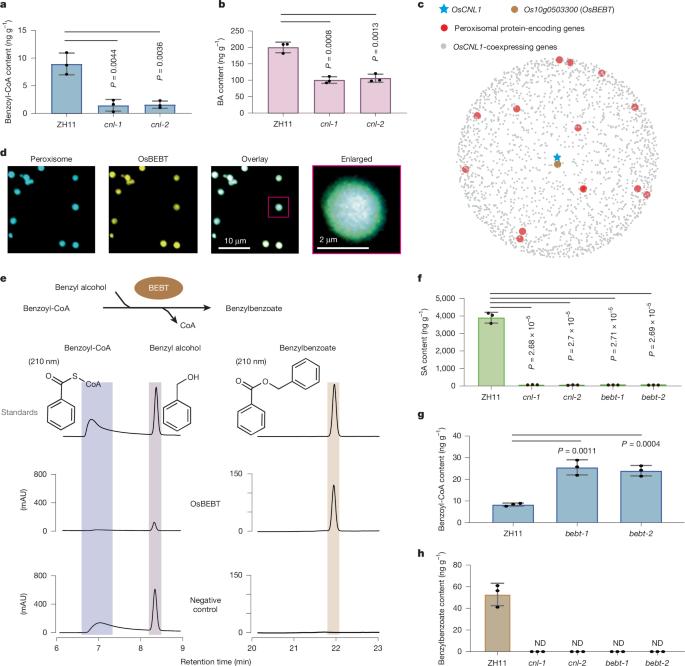 Deciphering phenylalanine-derived salicylic acid biosynthesis in plants