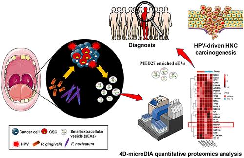 Mediator Complex Subunit 27-Enriched Small Extracellular Vesicles Mediate the Crosstalk between Periodontal Bacteria and HPV-Driven Head and Neck Cancer