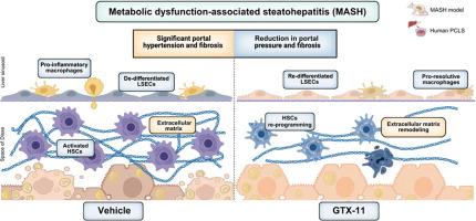 GTX-11 improves portal hypertension, liver fibrosis, and sinusoidal cells phenotype in experimental MASH