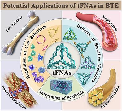 Potential Applications of Multifunctional Tetrahedral Framework Nucleic Acids in Bone Tissue Engineering