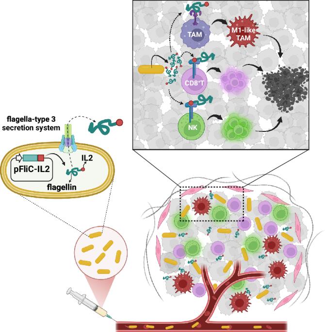 Anti-cancer effect of interleukin-2 fused to flagellin expressed by tumor-targeting Salmonella