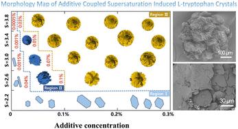 Revealing the effects of polymeric additive coupling supersaturation on the formation mechanism of l-tryptophan spherulites