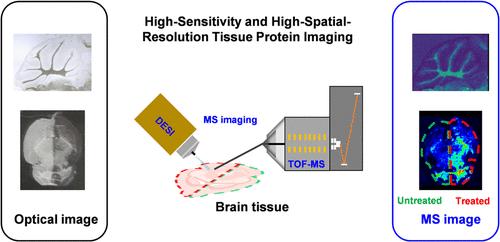 Dual Enhancement of Protein Imaging in Complex Tissues Using HydroWash: A Sequential Washing and Hydrogel Conditioning Strategy for DESI-MS