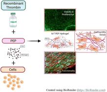 Comparative evaluation of recombinant thrombin and fibrin hydrogel systems for extracellular vesicle delivery†