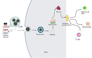 Influence of structural modifications in synthetic vectors of lipid adjuvants on mRNA vaccine delivery