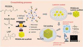 Laminin-functionalized 3D-printed PEGDA-acrylic acid scaffolds with enhanced neuronal adhesion and electrical activity