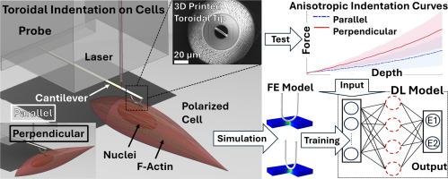 Toroidal indentation for measuring cell and tissue mechanical anisotropy