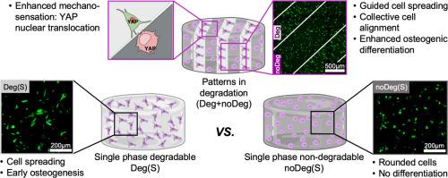 Anisotropic hydrogel degradation enhances 3D collective mesenchymal stromal cell alignment, mechanotransduction and osteogenic differentiation