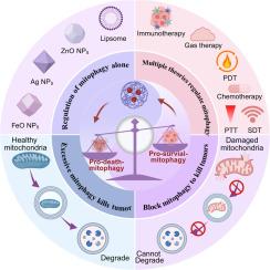 Nanotechnology-targeted modulation of mitophagy in cancer therapy: Progress and challenges