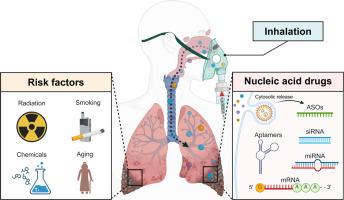 Inhalable nucleic acid therapeutics for chronic pulmonary disease: Progress, challenges, and prospects