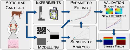 Computational modeling of articular cartilage: Mechanical experiments, sensitivity analyses, parameter identification, and validation
