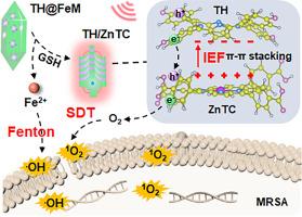 Biofilm-triggered interfacial assembly of dual-porphyrin heterojunctions for chemo-/sonodynamic treatment of pyomyositis