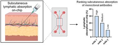 Utility of an in vitro lymphatics on-chip model for rank ordering subcutaneous absorption of monoclonal antibodies†