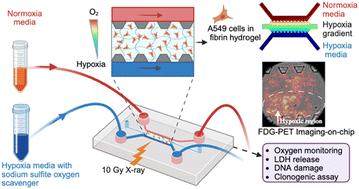 A lung tumor-on-a-chip model recapitulates the effect of hypoxia on radiotherapy response and FDG-PET imaging