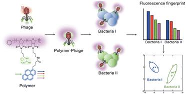 Array-based polymer-phage biosensors for detection and differentiation of bacteria†