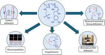 Multifunctional bio-inspired biomedical adhesive featuring fast-acting adhesion for topical drug delivery†