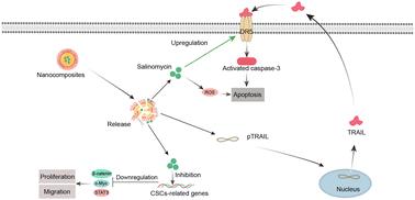 Co-delivery of TRAIL DNA and salinomycin for cancer therapy via enhanced apoptosis and cancer stemness inhibition