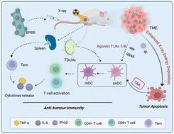 Bismuth-functionalized probiotics for enhanced antitumor radiotherapy and immune activation†