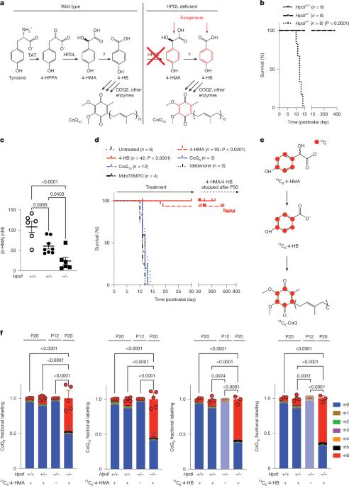 Coenzyme Q headgroup intermediates can ameliorate a mitochondrial encephalopathy