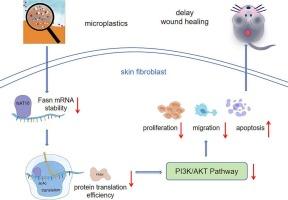 Microplastics impair wound healing via NAT10-mediated epigenetic dysregulation of FASN-PI3K/AKT signaling