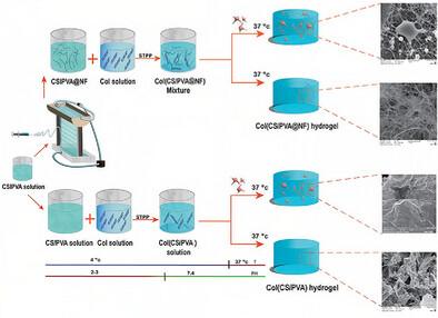 Continuous Chitosan/Poly (Vinyl Alcohol) Nanofiber in Collagen Hydrogel to Prepare Mechanically Robust Fibrous Nanocomposite for Tissue Engineering