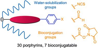 Synthesis of compact water-soluble bioconjugatable porphyrins for life sciences applications†