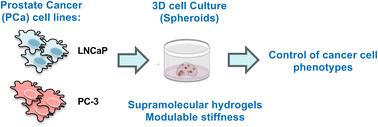 Control of cancer cell phenotypes via supramolecular hydrogels: the role of extracellular matrix stiffness