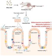 Weissella confusa WIKIM51 (Wilac D001) improves constipation and gut health in a loperamide-induced mouse model