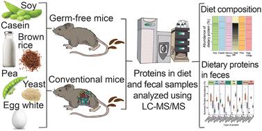 Dietary protein from different sources escapes host digestion and is differentially modified by gut microbiota