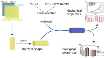 Hydrogel-filled tubular scaffolds for directional tissue regeneration combining shape-memory polyester blends with hyaluronic acid click-hydrogels†