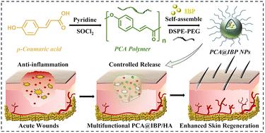 Development of poly(ρ-coumaric acid) based nanodrug delivery system incorporating hyaluronic acid for enhanced wound healing†
