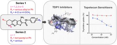 Synthesis and investigation of thieno[2,3-b]pyridines that restore activity of topotecan†