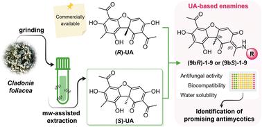 Discovery of semisynthetic derivatives of (R)- and (S)-usnic acids as potential antifungal agents against C. tropicalis and T. rubrum†