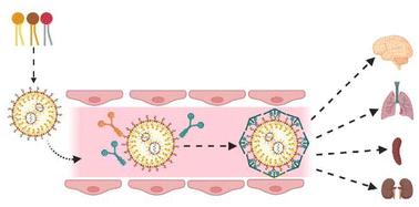 A new strategy for the extrahepatic delivery of lipid-based nanomedicines: a protein corona-mediated selective targeting system based on an ionizable cationic lipid library