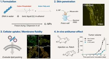 Biocompatible ionic liquid-based nanoparticles for effective skin penetration and intracellular uptake of antisense oligonucleotides†