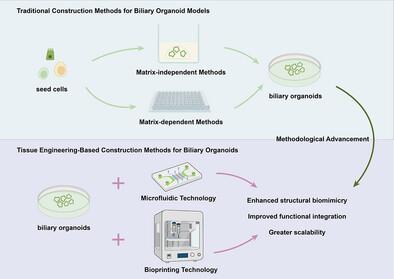 Advances in Biliary Disease Organoid Research: From Model Construction to Clinical Applications