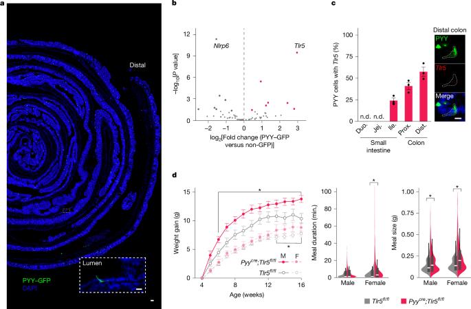 A gut sense for a microbial pattern regulates feeding