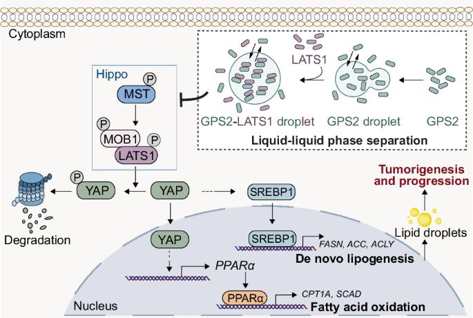 Liquid-liquid phase separation of GPS2-LATS1 promotes colorectal cancer progression by reprogramming lipid metabolism